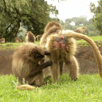 Gelada bavianen