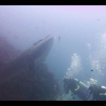 Say hello to Wally the Waleshark!