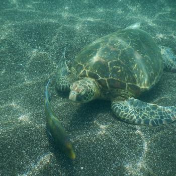 Onderwaterleven op de Galapagos