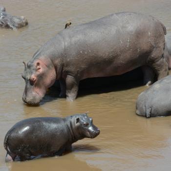 Masai Mara: nijlpaarden in de Mara rivier