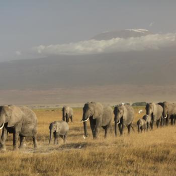 Amboseli, olifanten met op de achtergrond de Kilimanjaro!