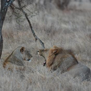 Tsavo West: verliefde leeuwen.