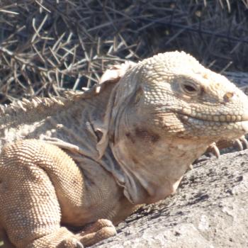 de landleguaan op de galapagos