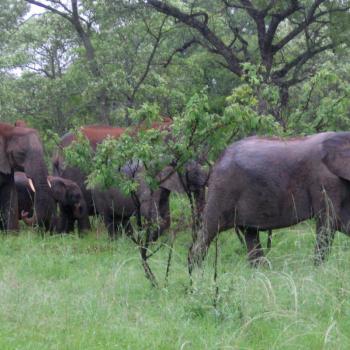 krugerpark