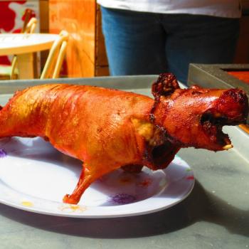 Cuy (cavia)