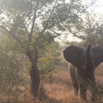Krugerpark