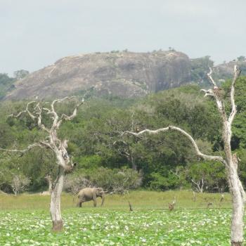 Yala National Park, Elephant Rock