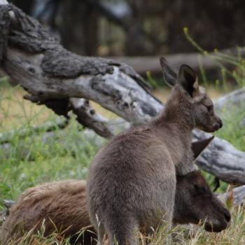 Baby Roo