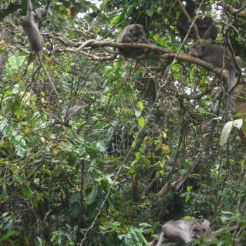 Monkey Forrest