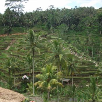 Rijstvelden Ubud