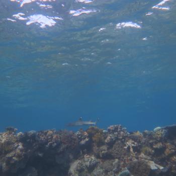 White tip reef shark