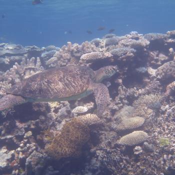 schildpad bij het reef