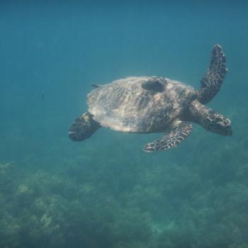 zeeschildpad!