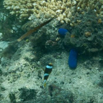 Zeeslak en Nemo!