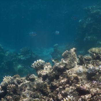 The Open Reef
