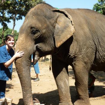Met olifant! 