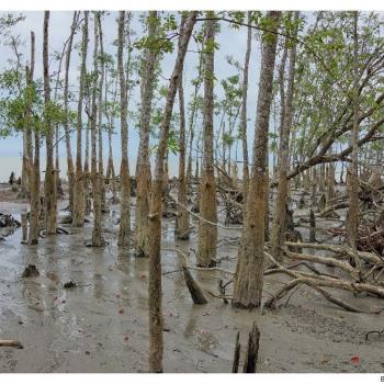 Sundabarans Mangrove veld
