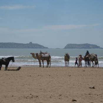 Dromedarissen op het strand