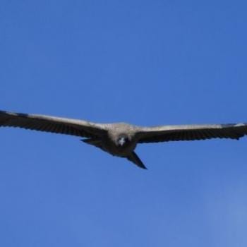 Condor!!!