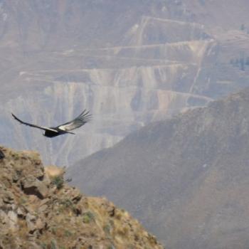 Condor!!!