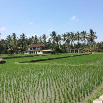 Rijstveld Ubud