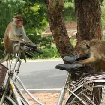 Apen kapen onze fietsen, Anuradhapura