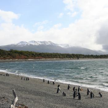 Pinguins