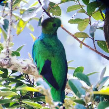 Quetzal in San Gerardo de Dota