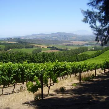 Delheim winefarm