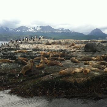 Zeeleeuwen - Beagle Channel, Ushuaia