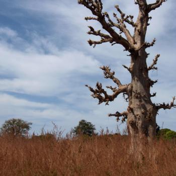 Baobab boom