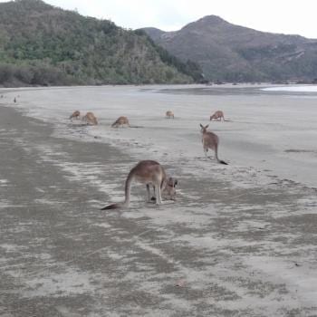 Cape Hillsborough National Park