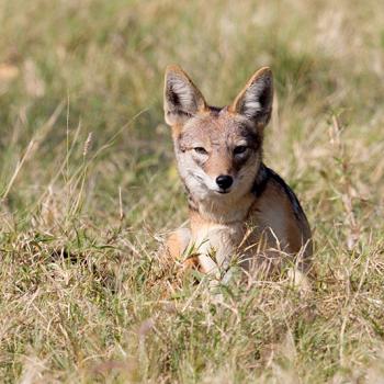 Black backed Jakhal in het gras