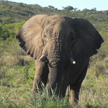 Olifant in Krugerpark