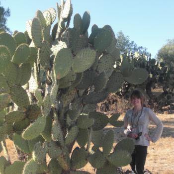 Nopal cactus