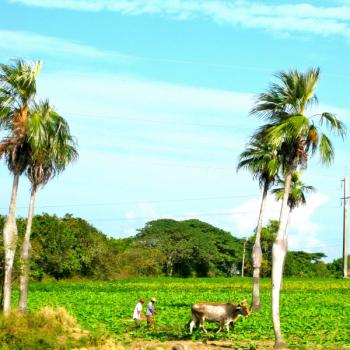 Knalgroen Viñales
