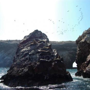 Vogel hemel, nationaal park bij Paracas