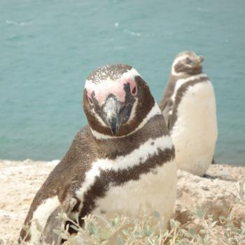Pinguïns op het eiland Valdès.