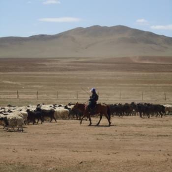 herders met hun schapen