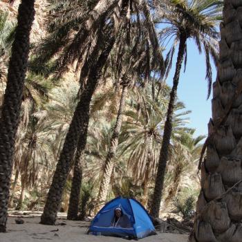 Wildkameren in Wadi!