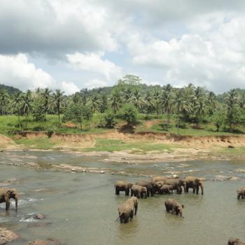 Olifantenweeshuis vlakbij Kandy
