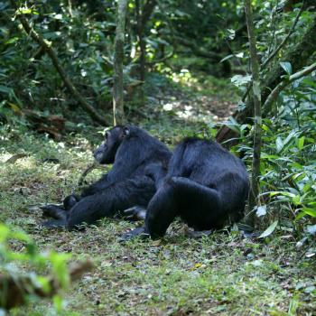 Chimpansees @ Kibale Forest