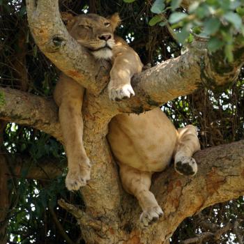 Tree climbing lions Ishasha @ Queen Elizabeth NP