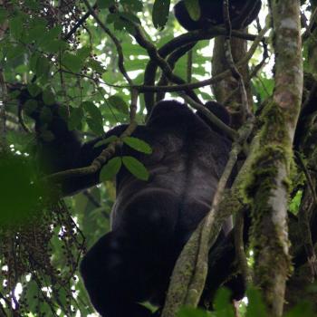 Gorilla's @ Bwindi NP
