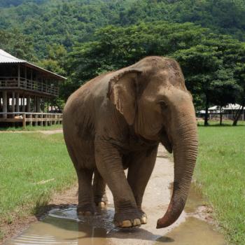 Elephant Nature Park vlakbij Chiang Mai