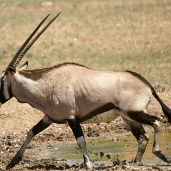 Spiesbok