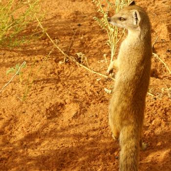 Meerkat