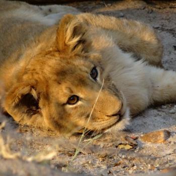Kruger Park