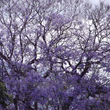 jacarandebomen in johannesburg