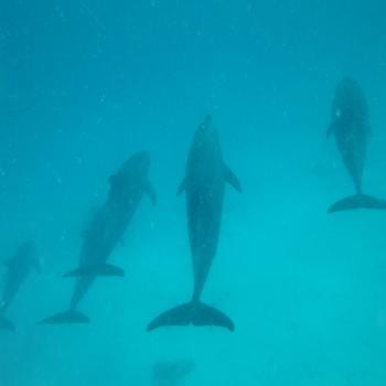 Mnemba Atoll